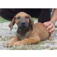 Joshie, dt. Boxer - Jagdhund Mix Welpen - Rüde