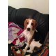 Josi, Beagle - Hündin