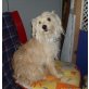 Josi, Mischling-Terrier - Hündin