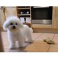Josie, Bichon Frisé - Hündin