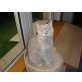 Josie, Britisch Kurzhaarkatze - Katze