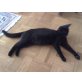 Josie, Hauskatze - Katze
