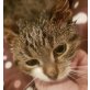 Josie, Pflegestelle in 68723 Plankstadt - Katze