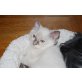 Josie, Ragdoll - Katze