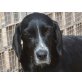 Josie, idealer Anfängerhund - Hündin