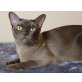 Josie v. Sona Soraj, Burmakatze - Katze