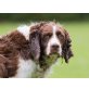 Josko, English Springer Spaniel - Rüde