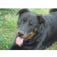 Joss, Beauceron - Rüde