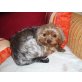 Jossie, Yorkshire Terrier - Hündin