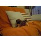 Josy -Baby, Shih Tzu Welpen - Hündin