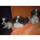 Josy -Baby, Shih Tzu Welpen - Hündin