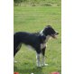 Josy, Border-Collie - Hündin