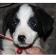 Josy, Jack Russel  Welpen - Hündin