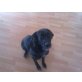 Josy, Jagdhund-Labrado-Mix - Hündin