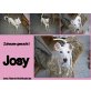 Josy, Mischling - Hündin