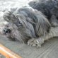 Josy Notfall, Yorki-Mix - Hündin
