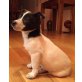 Josy, Putziges Chihuahua/Jack Russel Welpe Welpen - Hündin