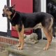Jowey sucht ein neues tolles Zuhause, Schäferhund Mischlingsrüde - Rüde