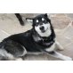 Joy, Alaskan Malamute - Hündin
