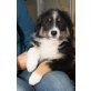 Joy, Australian Shepherd Dog Welpen - Hündin