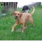 Joy, Joy die hübsche Labradormixdame! - Hündin