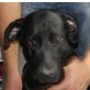 Joy, Labrador Retriever - Hündin