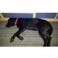 Joy, Labrador Retriever - Hündin