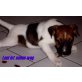 Joy, Leni, Schelly, Jack-Russell-Terrier Welpen - Hündin