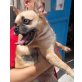 Joy, Mops-Chihuahua-Mix - Rüde