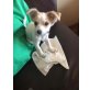 Joya, Chihuahua langhaariger Schlag Welpen - Hündin