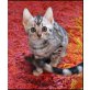 Joyce, Bengalkatze - Katze