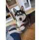 Joyce, Siberian Husky - Hündin