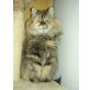 Joyse, Perser - Katze