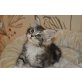 Joyvita, Maine Coon - Katze