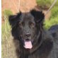 Juancho, Flat-Coated-Retriever - Rüde
