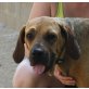 Juanita - NOTFALL, Jagdhund Mix - Hündin