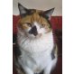 Juanita und Two Sox, Europäische Kurzhaarkatze - Katze