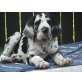 Judy, Deutsche Dogge Welpen - Hündin