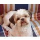 Judy, Shi Tzu - Hündin
