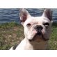 Juicy, Französische Bulldogge - Hündin