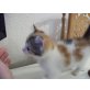 Juicy und Tweety, Gerettetes Baby-Pärchen sucht 2. Chance - Katze