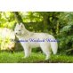 Jukka, Siberian Husky Welpen - Rüde