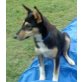 Julchen, Collie, Bordercollie Welpen - Hündin