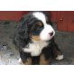Jule, Berner Sennenhund Welpen - Hündin