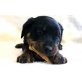 Jule, Rottweiler Welpen - Hündin
