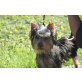 Jule of secret Love, Australian Silky Terrier - Hündin