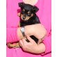 Jules, Pinscher Mix Welpen - Hündin