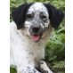 Jules, Setter-Mix - Hündin