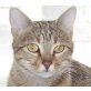 Julia, Mischling - Katze