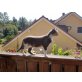 Julie, Julie sucht ein liebevolles zuhause - Katze